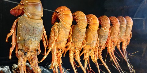 Harga Benih Tertekan, Daya Saing Lobster Indonesia Terancam