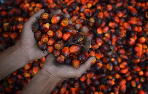 Harga CPO Tahun IniMasih Rentan Bergejolak
