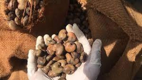 Gurih Mete Sultrayang Melintasi Benua