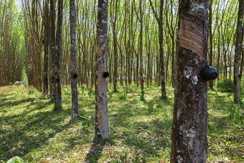 PTPN Group Bentuk Subholding Palm Co