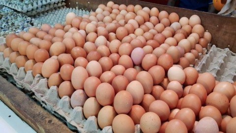Berharap Pemerintah Beli Telur Ayam Untuk Bansos
