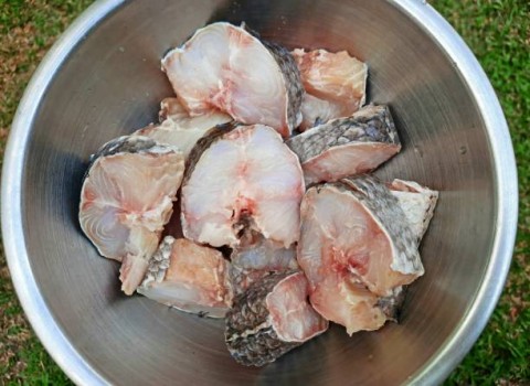 Cuan dari Ikan Gabus