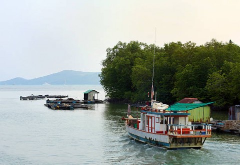 Mengembalikan Mangrove Lewat Budidaya Tambak Ramah Lingkungan