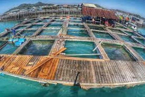 Potensi Perikanan Budi Daya, Peluang Baru Ekspor Ikan
