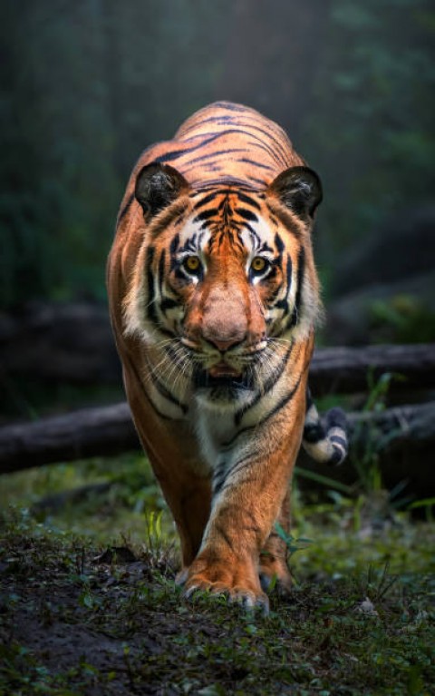  BKSDA Pertimbangkan  Opsi Pelepasliaran