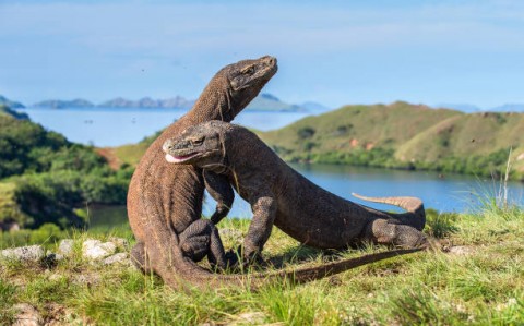 PARIWISATA,Taruhan Nyawademi Komodo