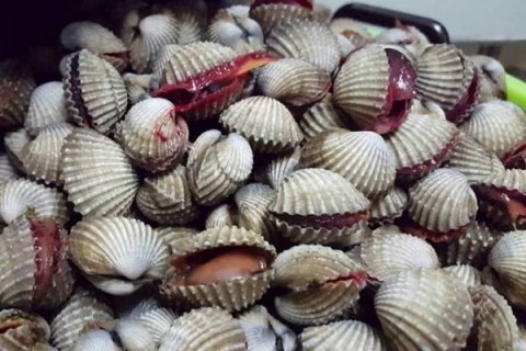 Pembudidaya Kerang Dara di Muara Badak Gagal Panen