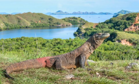 TAMAN NASIONAL KOMODO,Tarif Baru Berlaku,Regulasi Menyusul