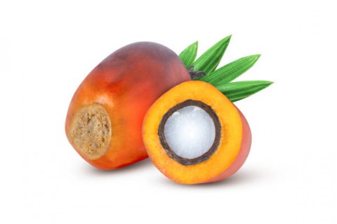 Luhut: Audit Perkebunan Bantu Perbaiki Tata Kelola Industri Sawit