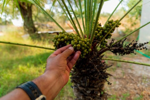 Peremajaan Sawit Rakyat Alami Kemajuan
