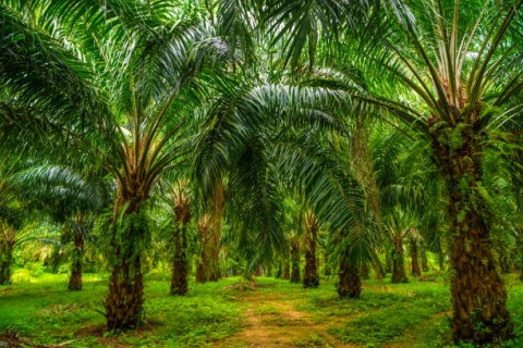 Sumut Minta Peningkatan Bagi Hasil Sawit