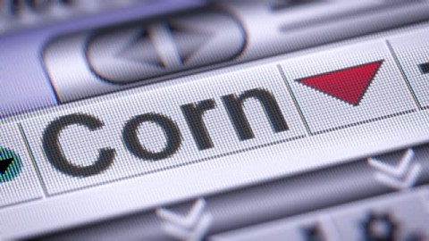 Harga Anjlok, Jagung Hasil Panen Petani Sultra Tak Kunjung Terserap