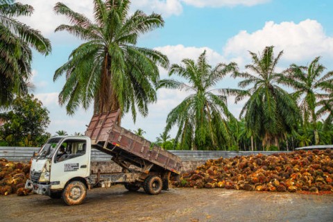 Konflik India-Pakistan Dapat Mempengaruhi Ekspor Sawit Indonesia