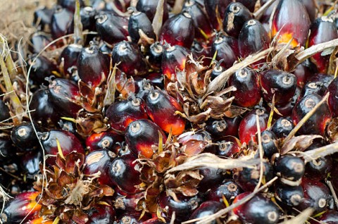 Pemerintah Dorong Industri Sawit Berkelanjutan Hulu-Hilir