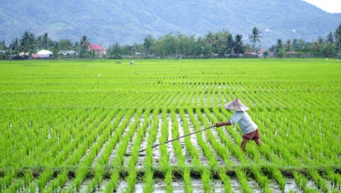 Cetak Sawah ”Food Estate” Hampir Rampung