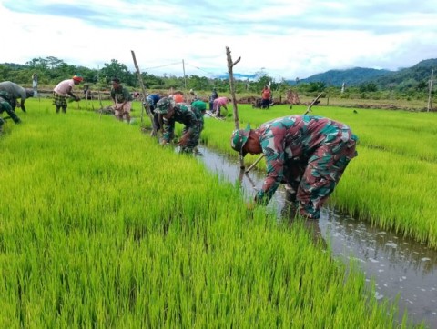Anggaran Perekrutan 24.000 Tamtama TNI AD untuk Pertanian Sudah Dhitung Pemerintah