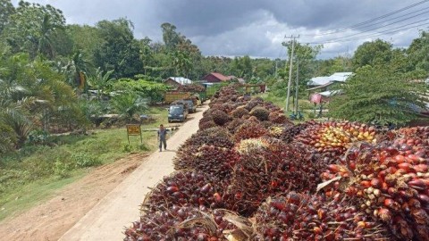 Pengosongan Tangki SawitDinilai Makin Krusial