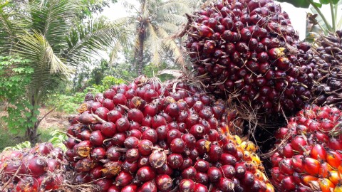 Harga TBS Petani SawitSwadaya Makin Tertekan