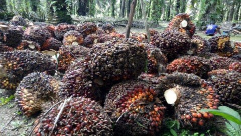 El Nino Ancam Produksi Kelapa Sawit