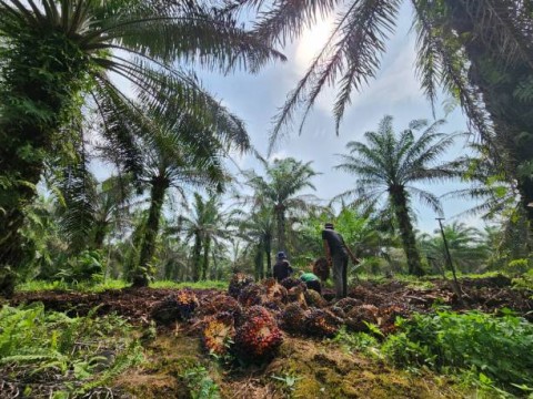 Industri Sawit
”Wait and Worry” di
Tengah Tekanan Pasar