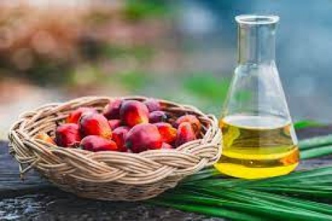 Hujan Mulai Turun, Harga Minyak Sawit Mentah Naik