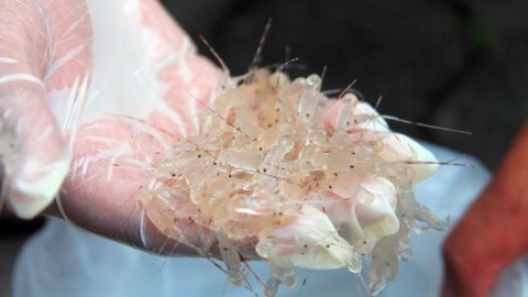 Penyelundupan Benih Lobster Lewat Jalur Baru