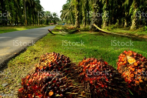 Stagnasi Produksi CPO, Gapki Prediksi Ekspor Menurun