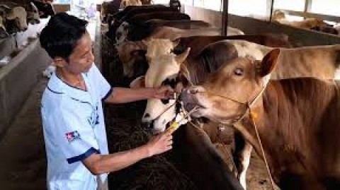 Pasar Sapi Hidup Kembali Mengalir ke Indonesia