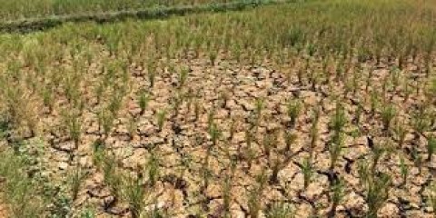 Ratusan Hektar Padi di Jateng Puso, Sejumlah Pemda Antisipasi Dampak Kekeringan