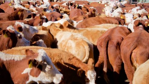 Kuota Impor Sapi Dibebaskan Pemerintah 