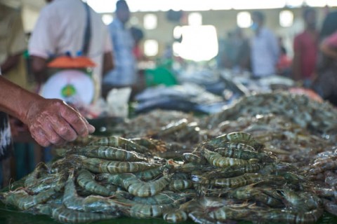 KKP Genjot Revitalisasi Tambak Udang Tradisional 